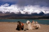 The Bactrian camel (Camelus bactrianus) is a large even-toed ungulate native to the steppes of central Asia. It is presently restricted in the wild to remote regions of the Gobi and Taklimakan Deserts of Mongolia and Xinjiang, China. The Bactrian camel has two humps on its back, in contrast to the single-humped Dromedary camel.<br/><br/>

The Zhongba Gonglu or Karakoram Highway is an engineering marvel that was opened in 1986 and remains the highest paved road in the world. It connects China and Pakistan across the Karakoram mountain range, through the Khunjerab Pass, at an altitude of 4,693 m/15,397 ft.
